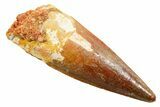Fossil Spinosaurus Tooth - Real Dinosaur Tooth #364200-1